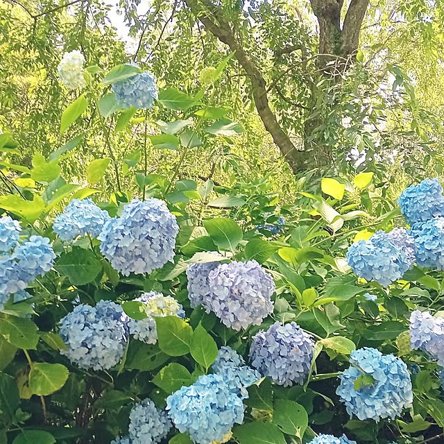 mahiro34さんの実例写真