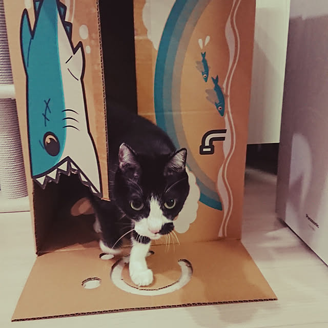 chatnoirさんの実例写真