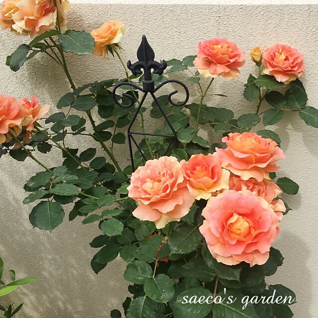 Saecoさんの実例写真
