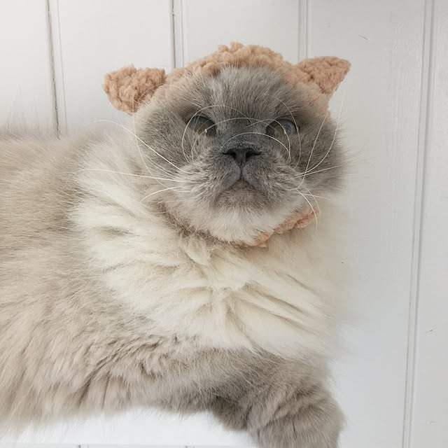 yuchiさんの実例写真