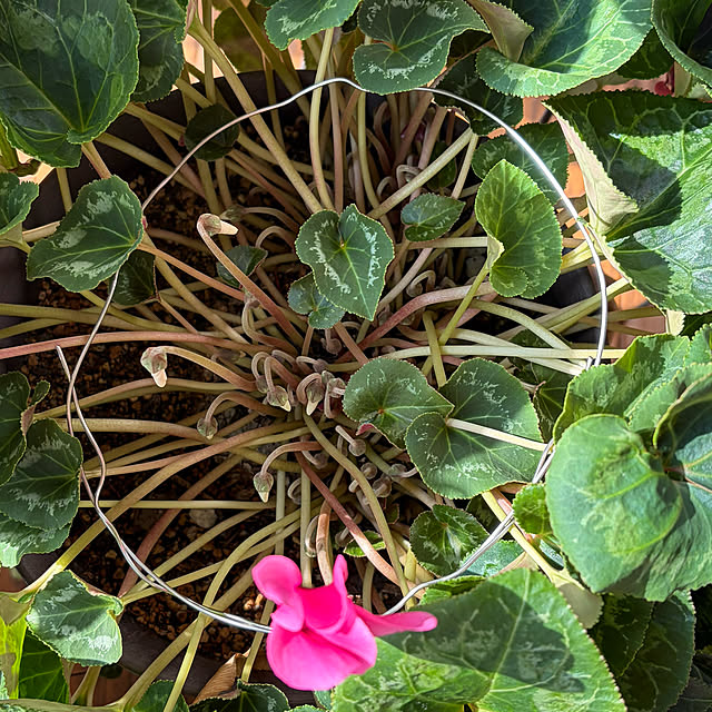 buchiさんの部屋