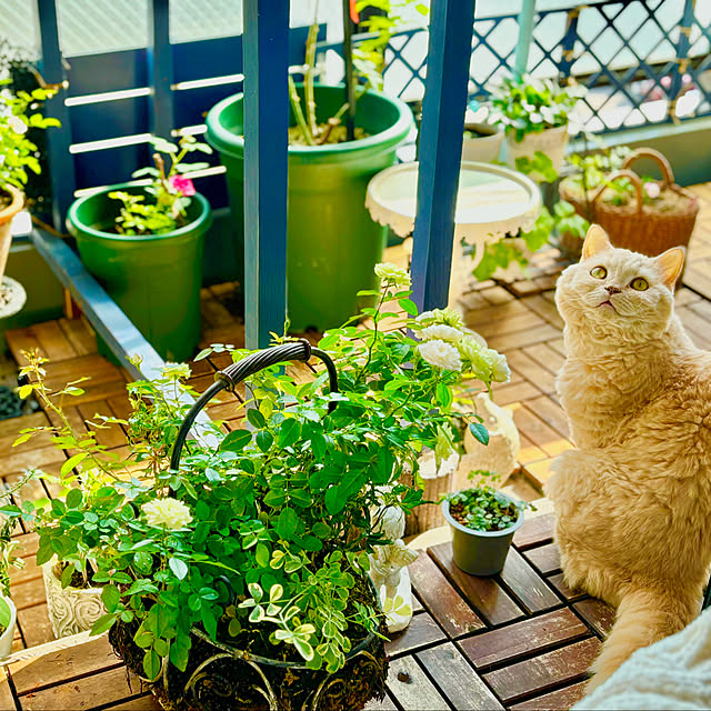 naokoさんの部屋