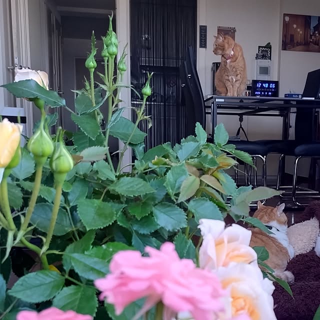 NOAHさんの実例写真