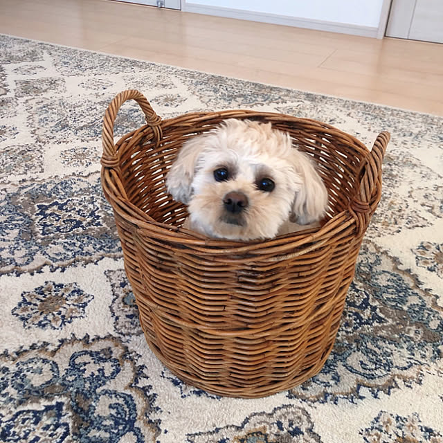 pechiさんの実例写真