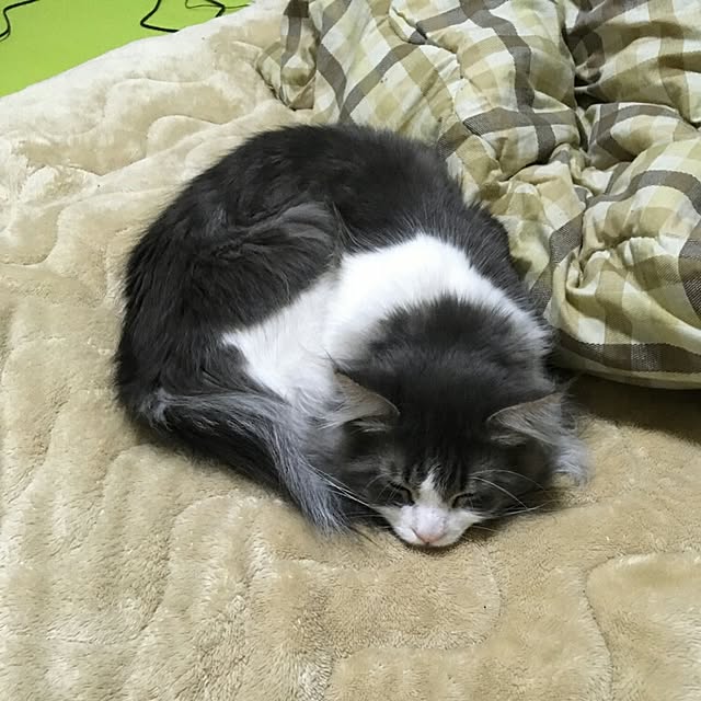 shinobuさんの実例写真