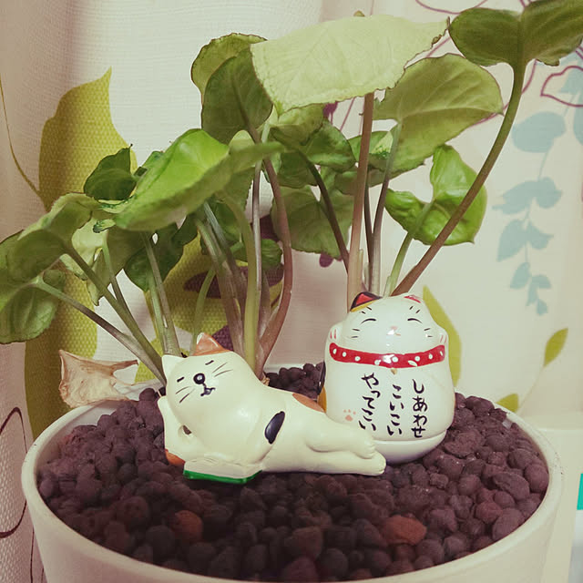 mirumiruの-ビダヤコム ミニフェイクグリーン ロマンスの観葉 アルテシマminiポット 20cm 陶器鉢 鉢植の家具・インテリア写真