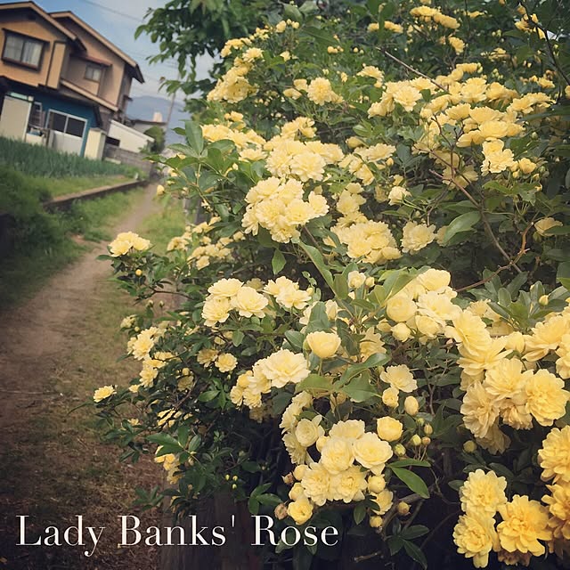 love.a.rさんの実例写真