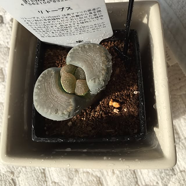 michibooさんの実例写真