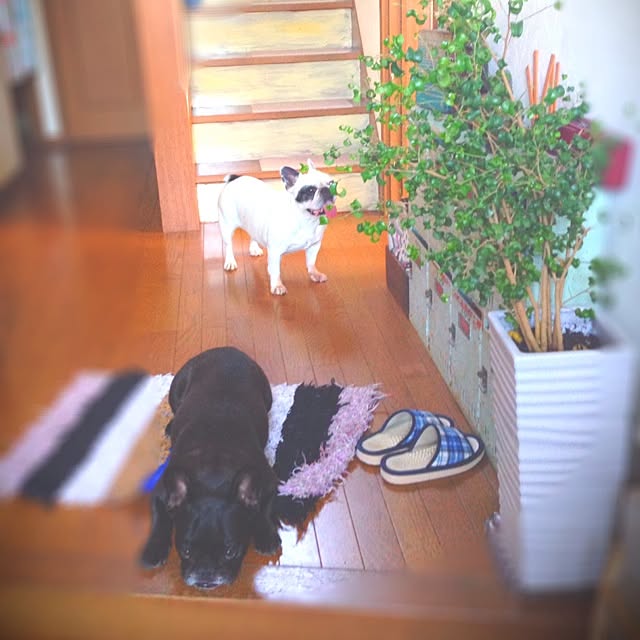 38coreさんの実例写真