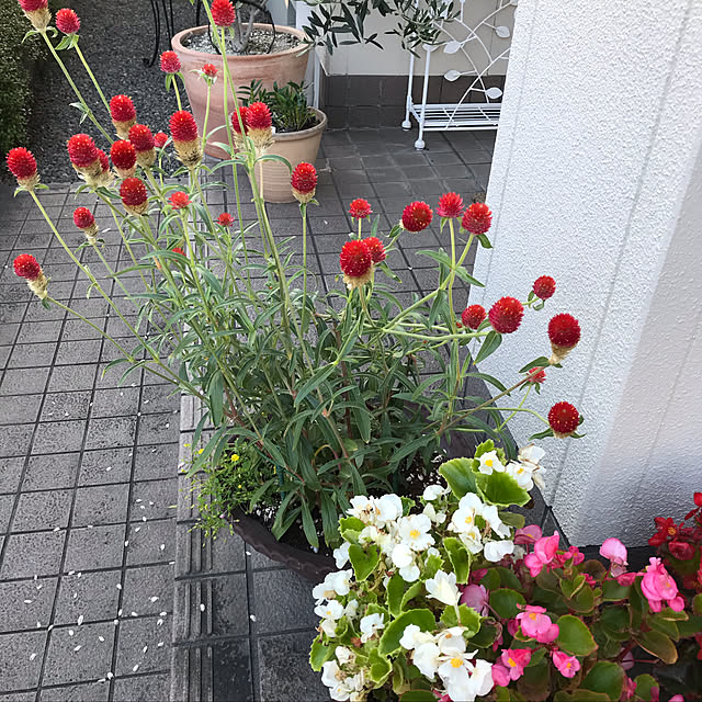 玄関/入り口のインテリア実例 - 2019-05-24 00:14:23