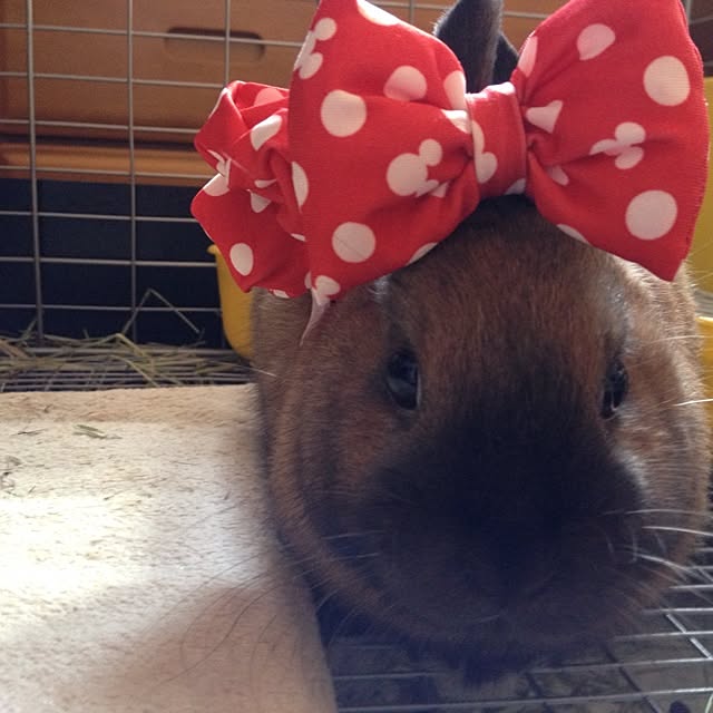 p-koさんの実例写真