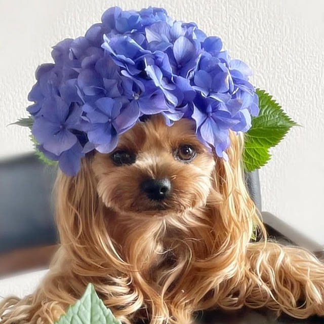 dearyumiさんの実例写真