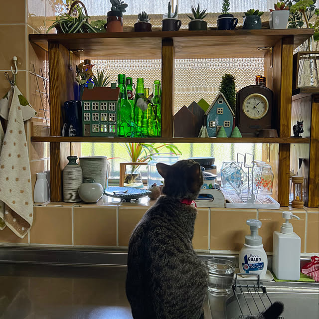 mohhaさんの実例写真