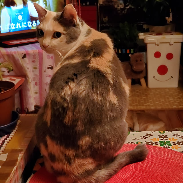 kumutanさんの実例写真