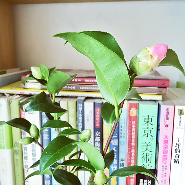 Samanthaさんの実例写真