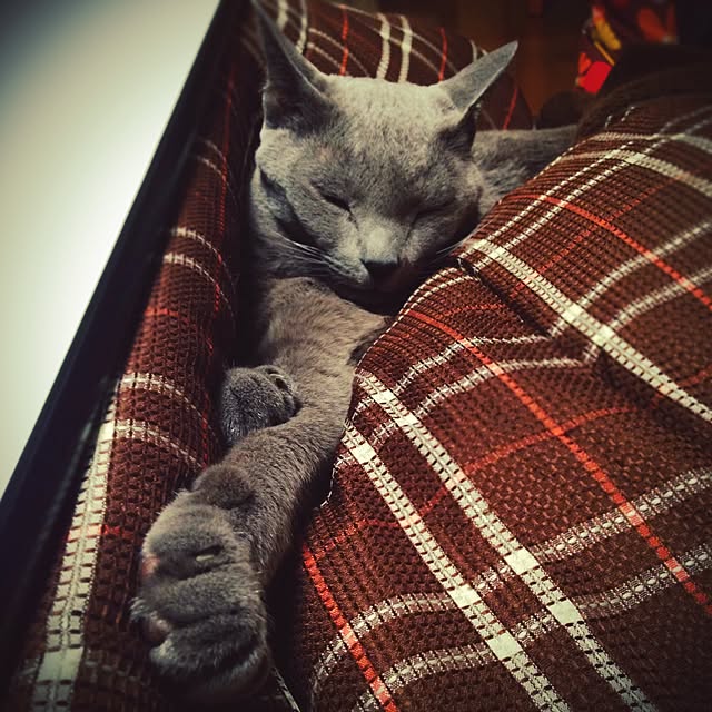 poiさんの実例写真