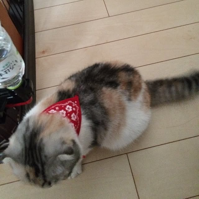 yokkochanさんの実例写真