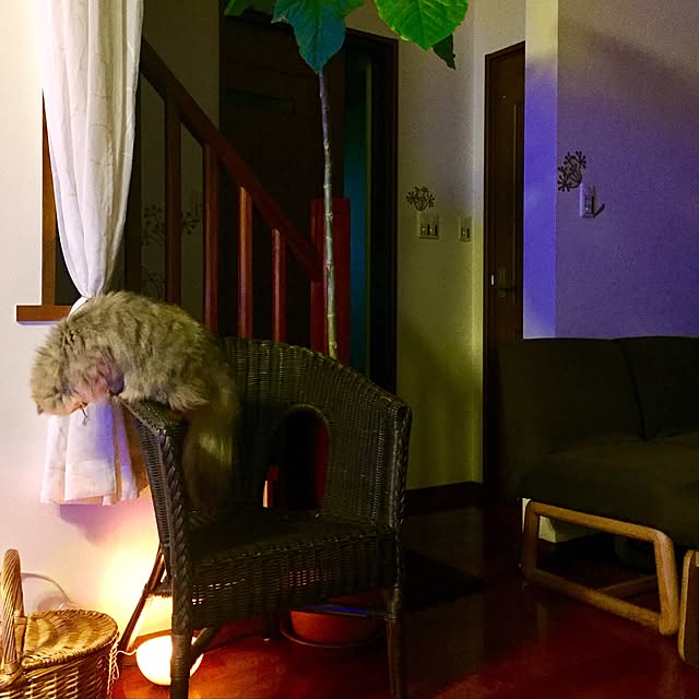 butachanさんの実例写真