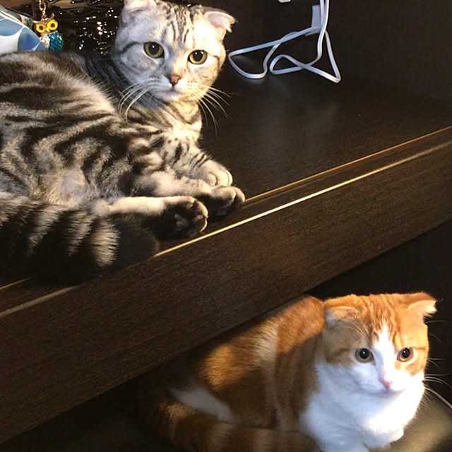 机/猫のインテリア実例 - 2018-03-21 22:09:18