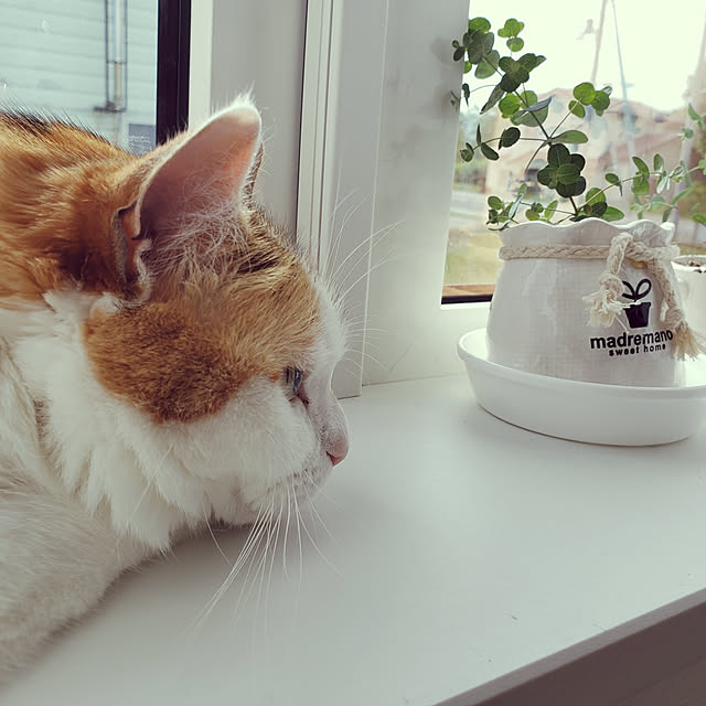 megu.catさんの実例写真
