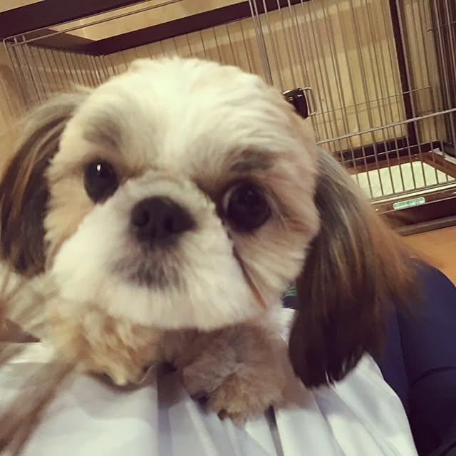 happychocoさんの実例写真