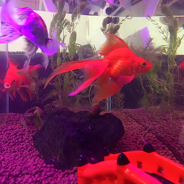 tsubakiさんの実例写真