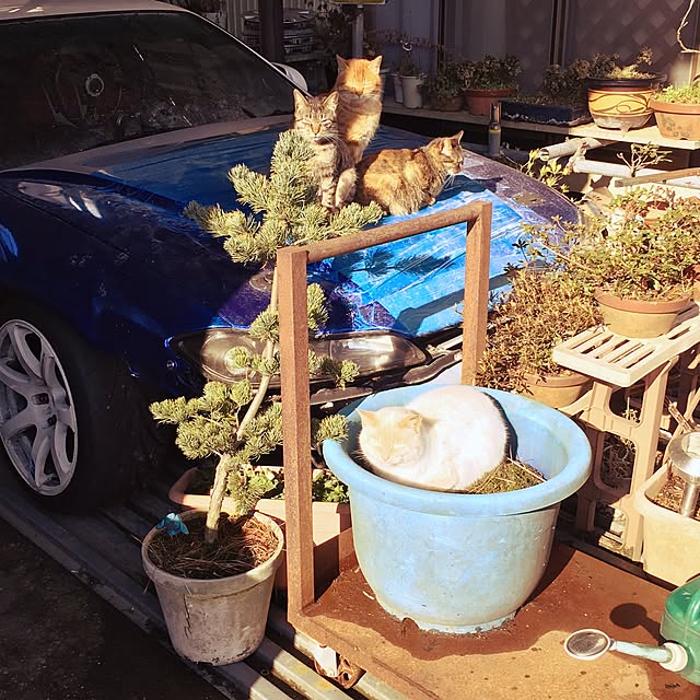 sa1815さんの実例写真
