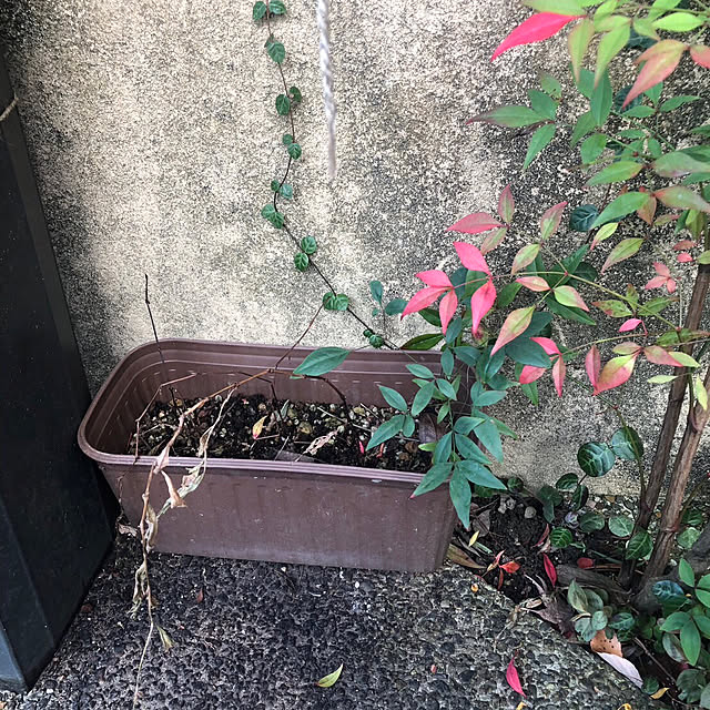 fumikoiさんの実例写真