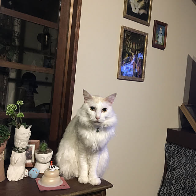 shigimiさんの実例写真