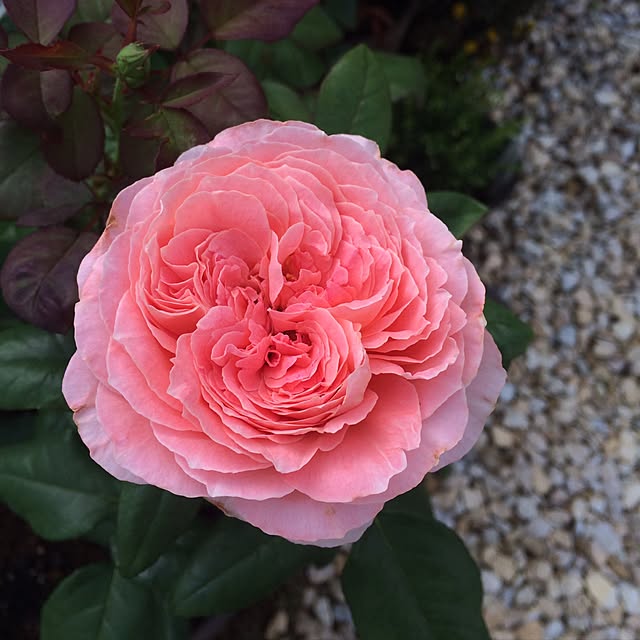 palepinkさんの実例写真