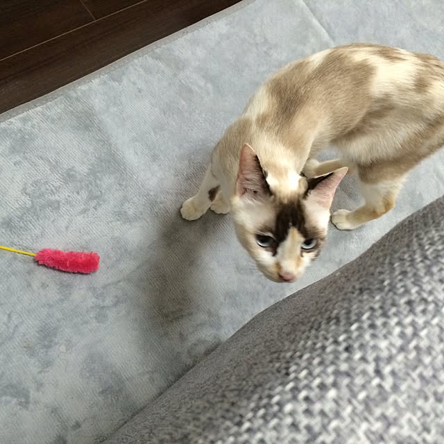 pippiさんの実例写真
