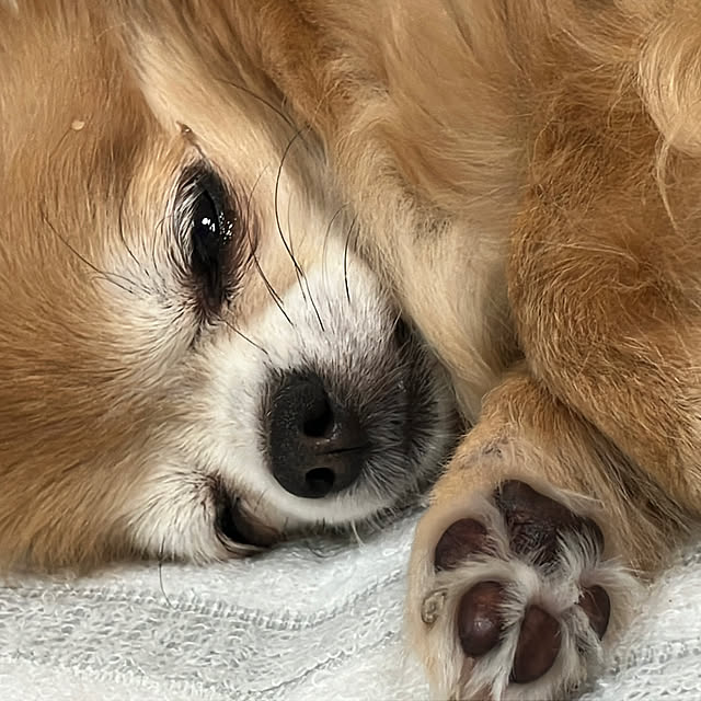 koroさんの実例写真