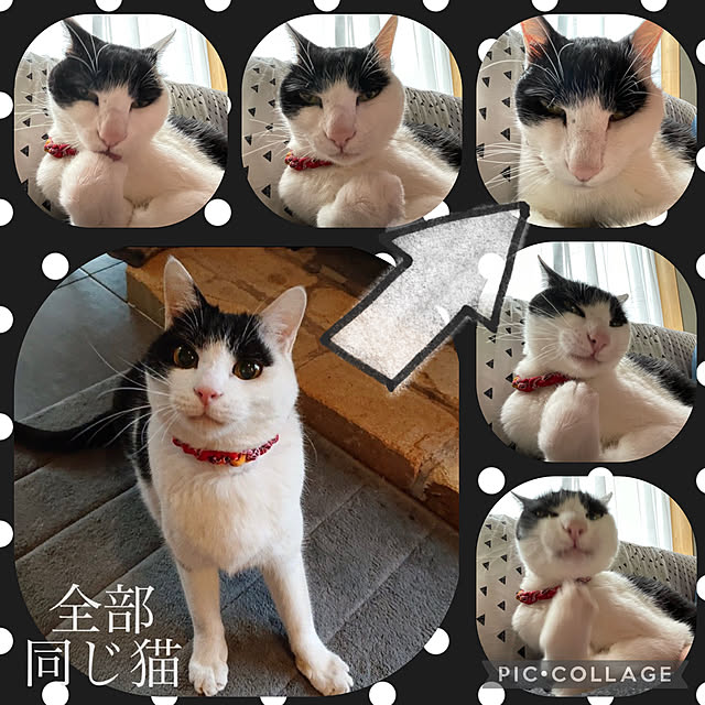 nekosamaさんの実例写真