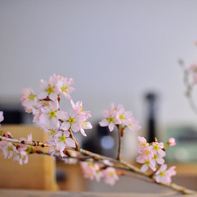 hidex_homeさんの実例写真