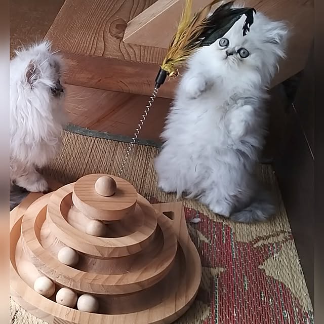 makaronさんの実例写真