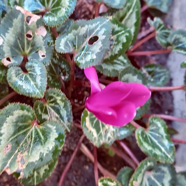 hiro.904さんの実例写真