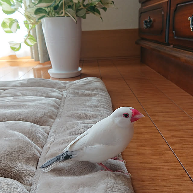 ayaさんの実例写真