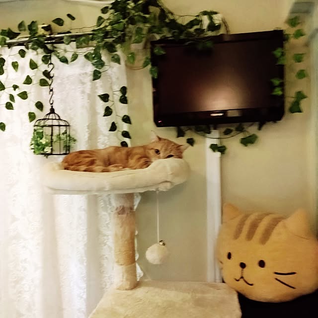 runaさんの実例写真