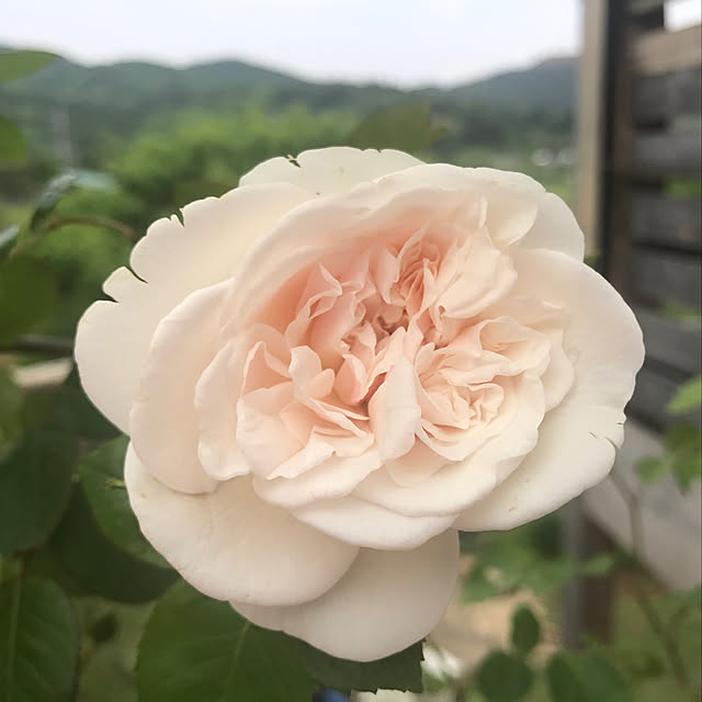 sakurasakuさんの実例写真