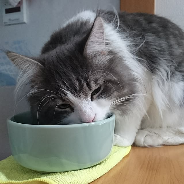 shinobuさんの実例写真