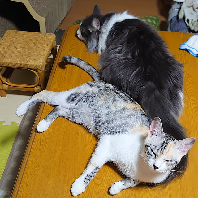 shinobuさんの実例写真