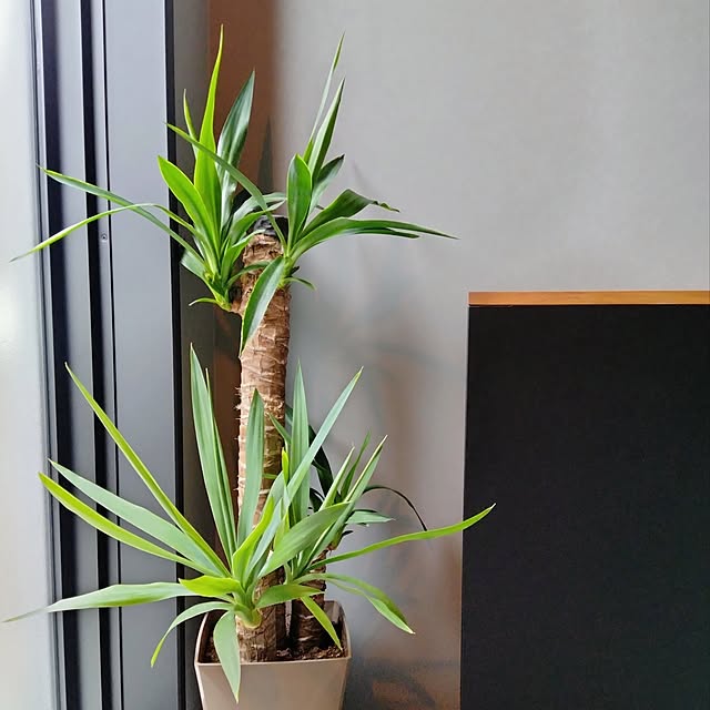 kagomeさんの部屋
