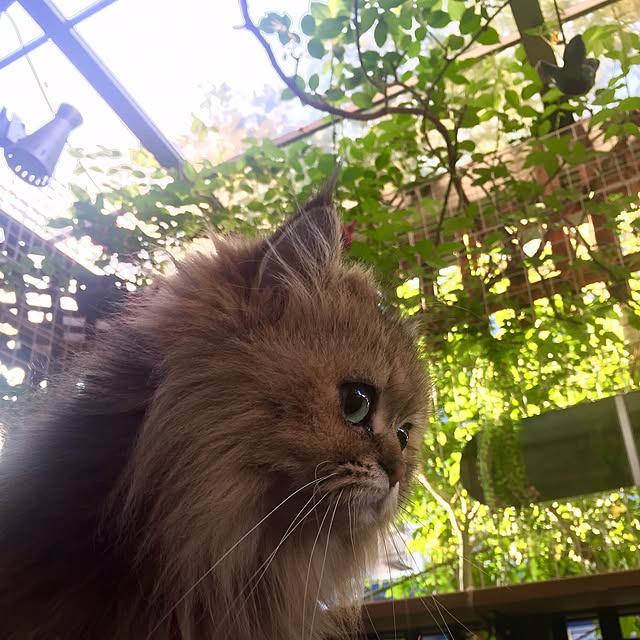 butachanさんの実例写真