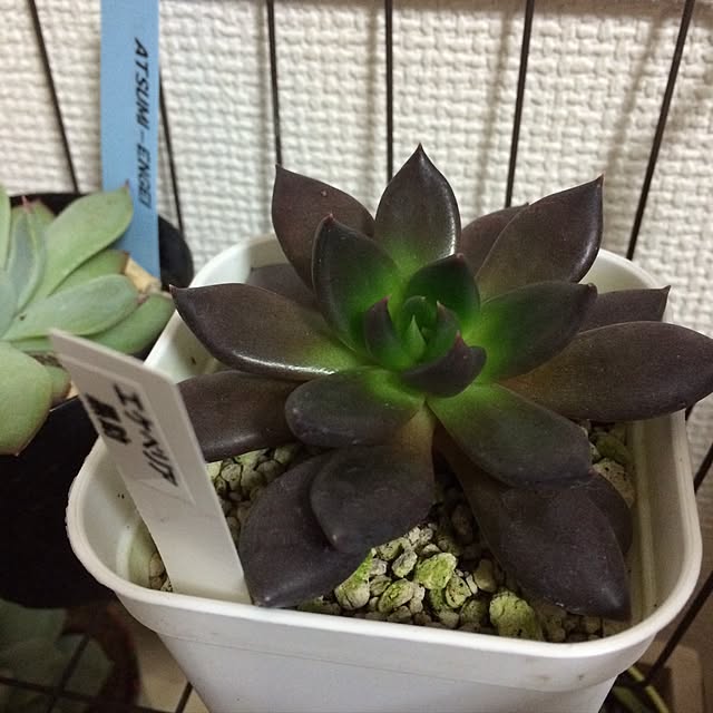 chie05さんの実例写真