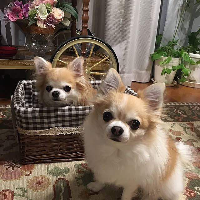 saraminさんの実例写真