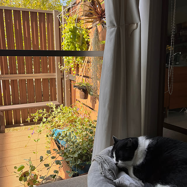 kojimasaさんの部屋