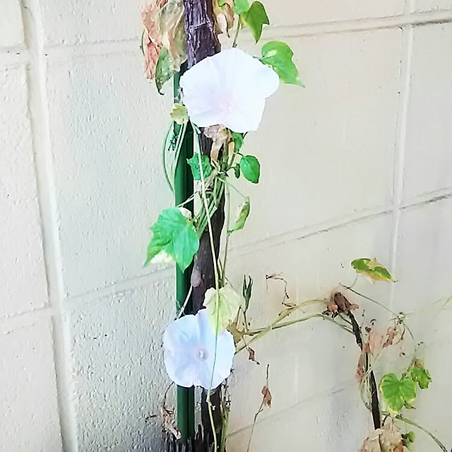 curvebeansさんの実例写真