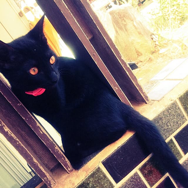 chieruさんの実例写真