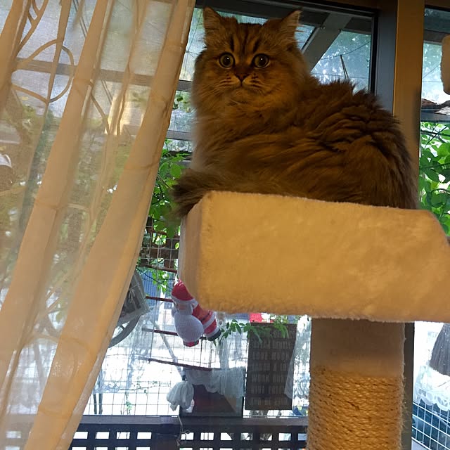 butachanさんの実例写真