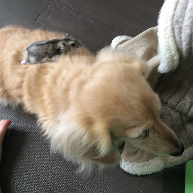 Kimikoさんの実例写真